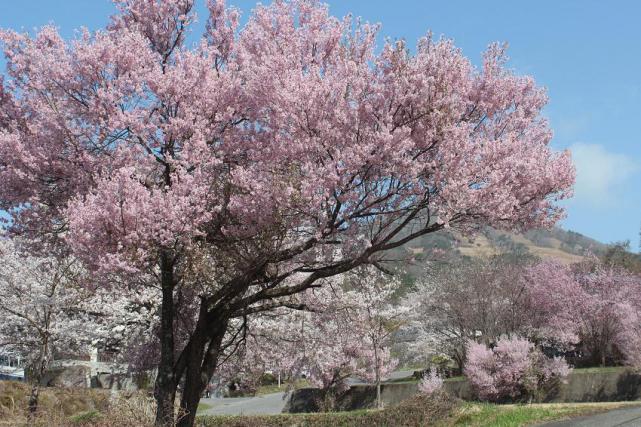 桜が見頃を迎えました。