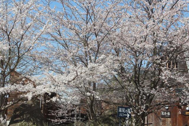 桜が見頃を迎えました。