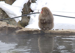 地獄谷野猿公苑 画像